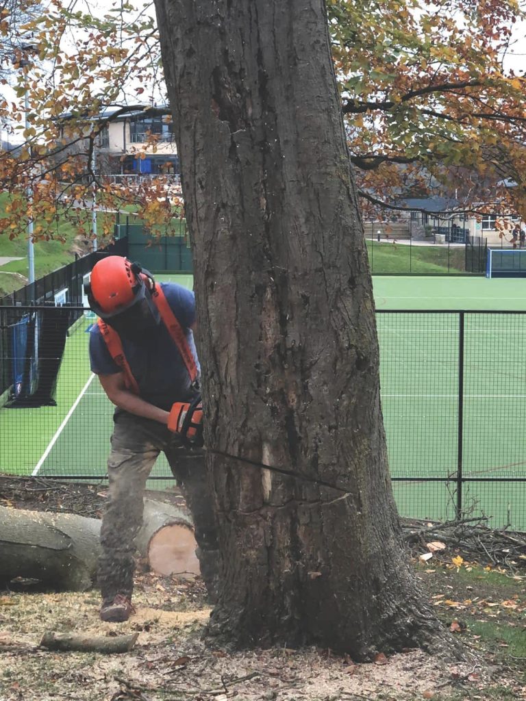 Tree surgeon Bristol (4)