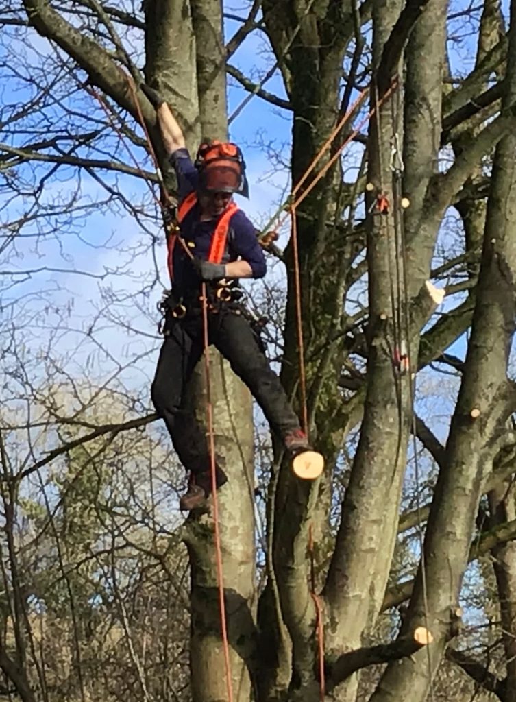 Tree surgeon Bristol (4)