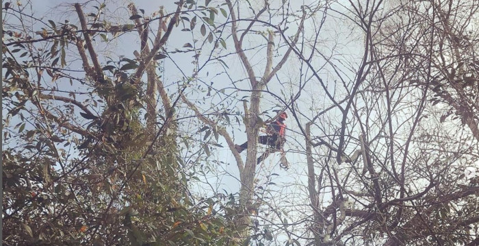 Tree surgery Services Bath