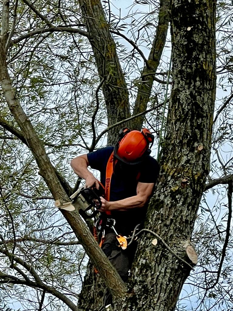 tree surgery Bath