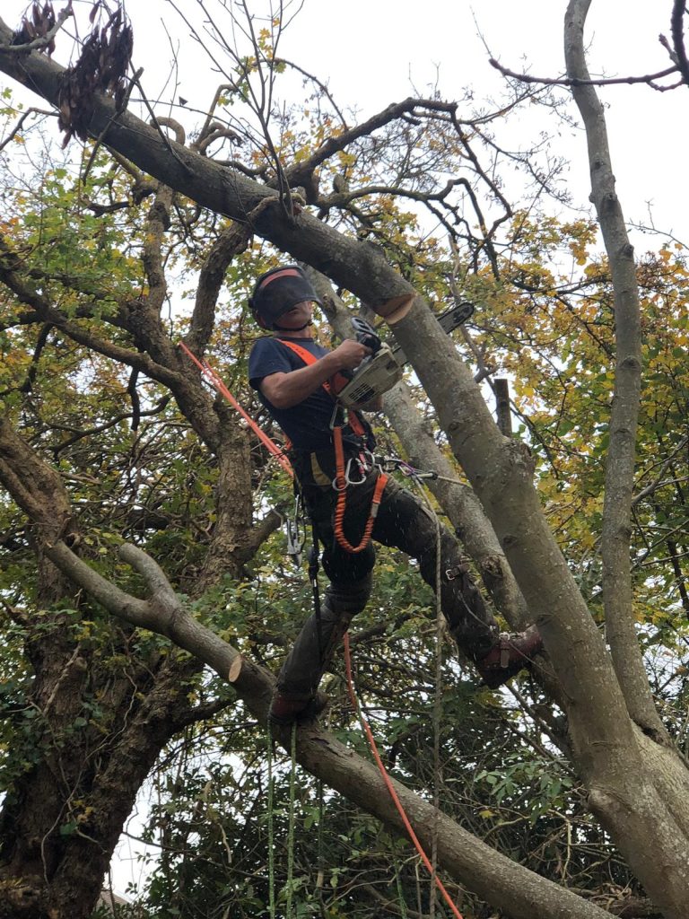 tree surgery Bath