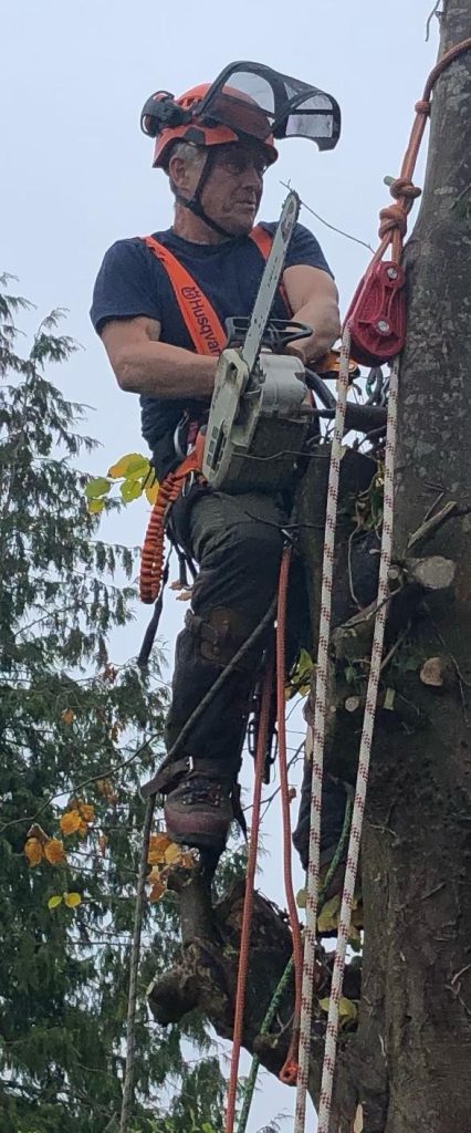 tree surgery Bath