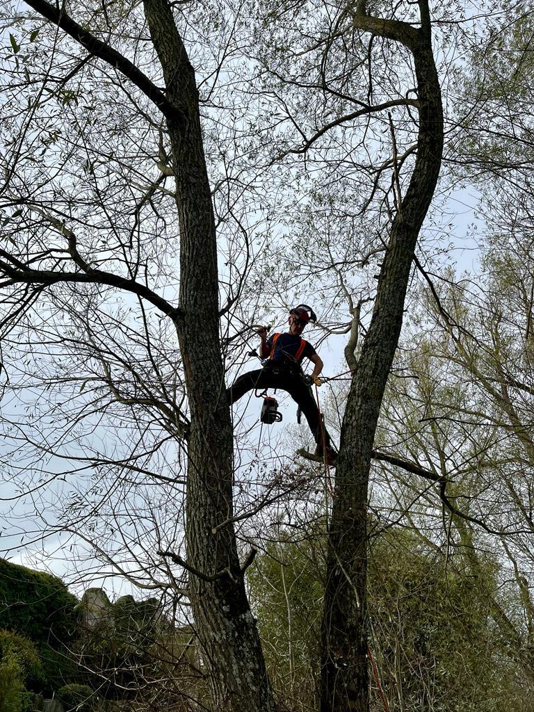 tree surgery Bath