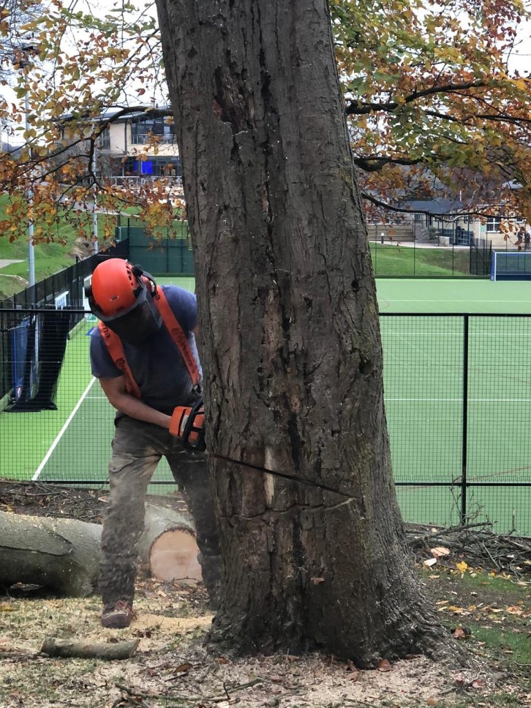 tree surgery Bath