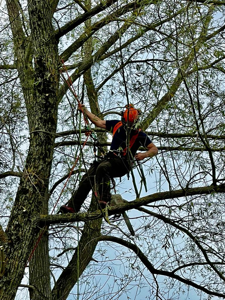 tree surgery Bath