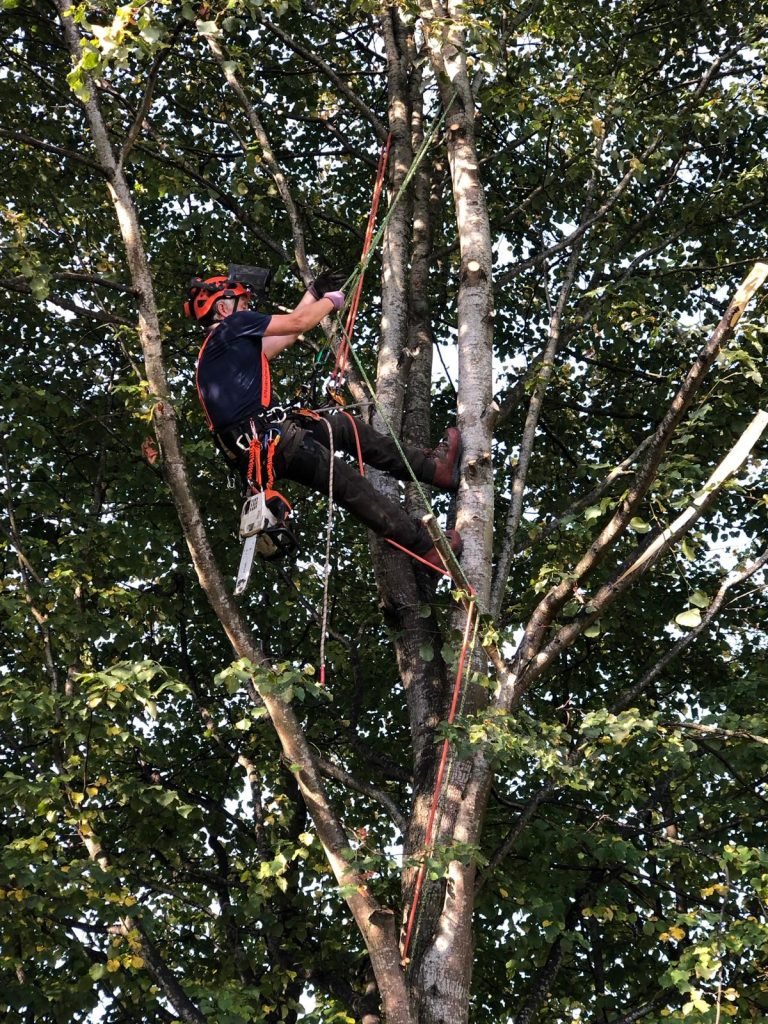 tree surgery Bath