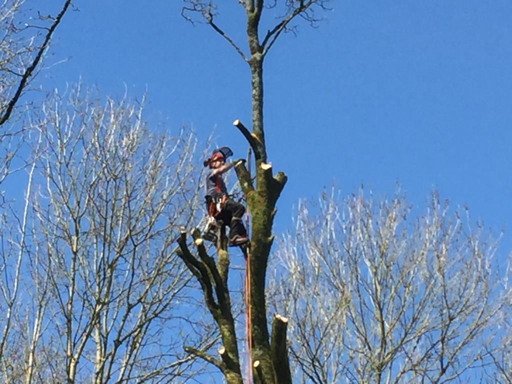 tree surgery Bath