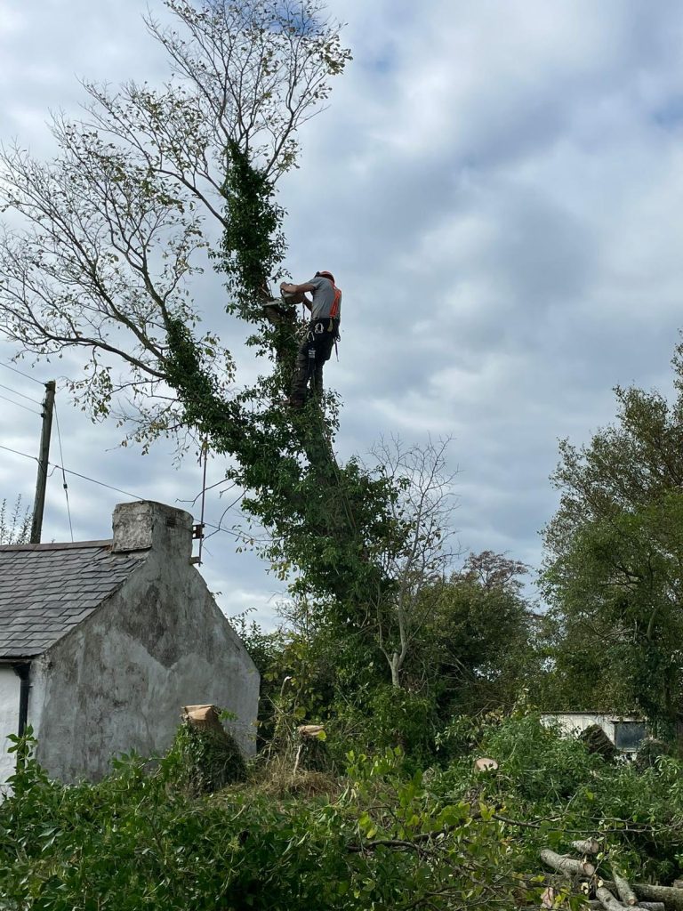 tree surgery Bath