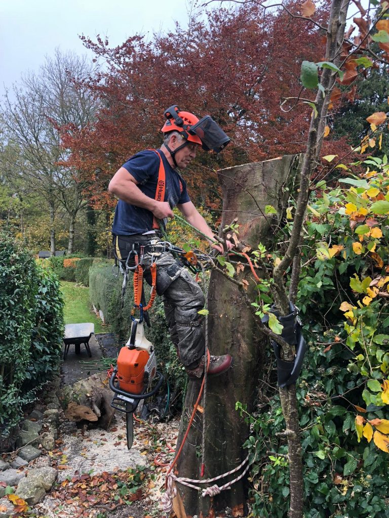 tree surgery Bath