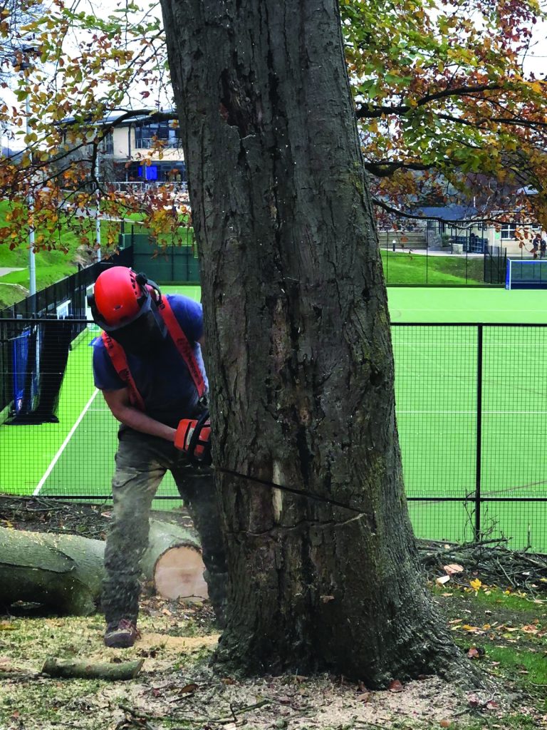 tree surgery Bath