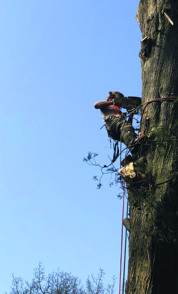 tree surgery Bath