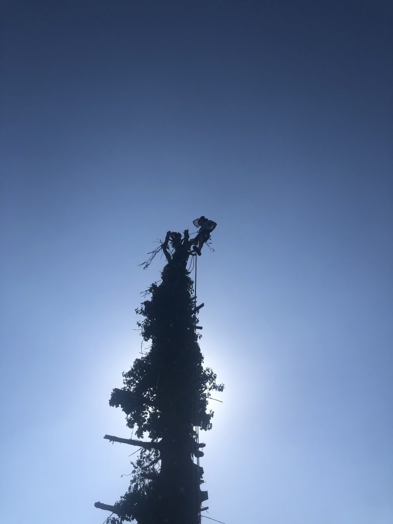 tree surgery Bath