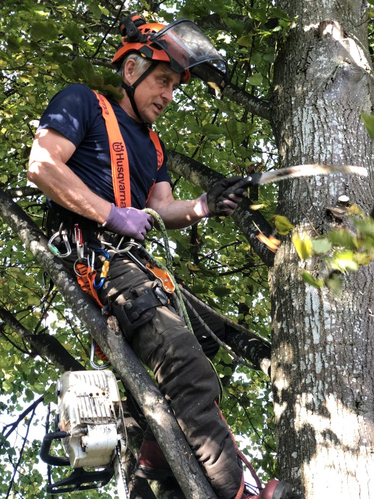 tree surgery Bath