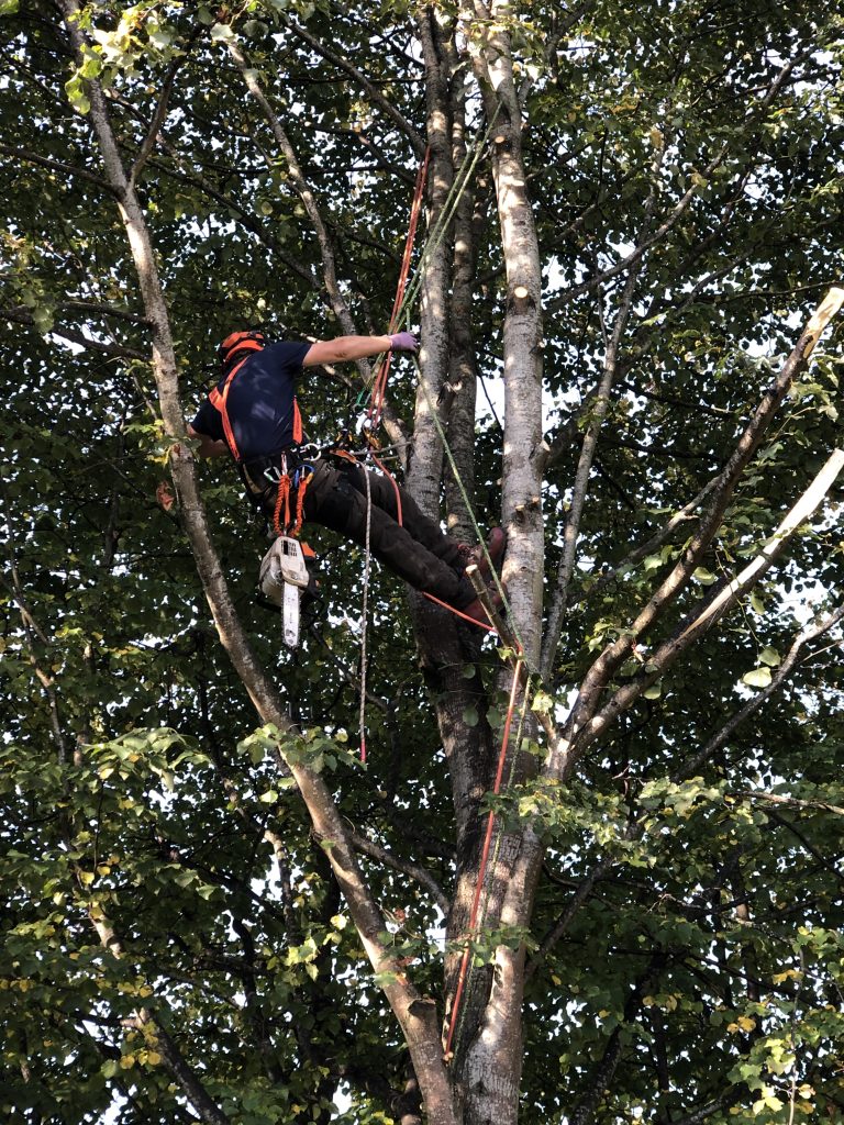 tree surgery Bath