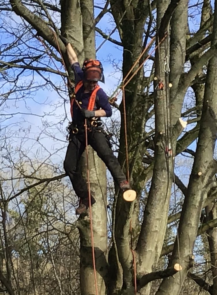 tree surgery Bath