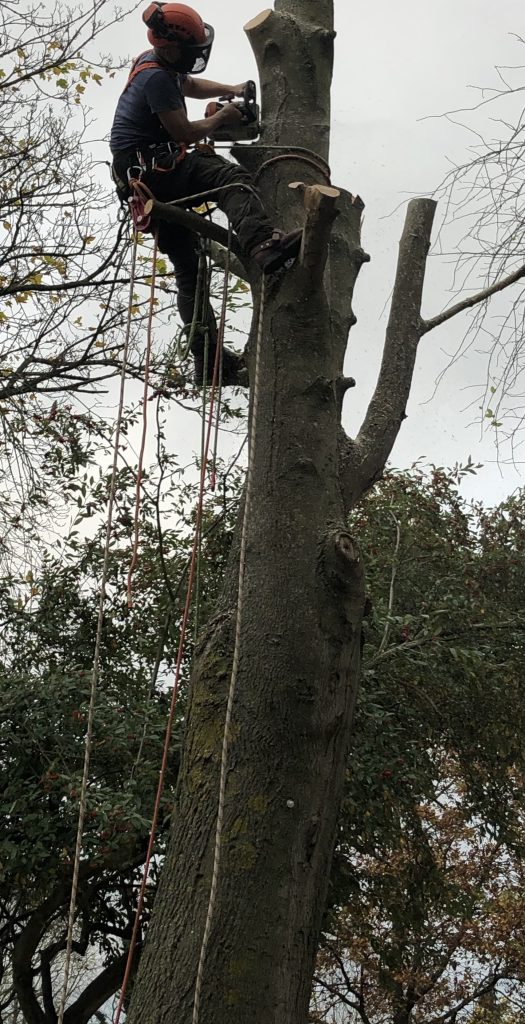 tree surgery Bath