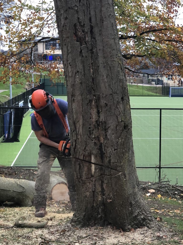 tree surgery Bath