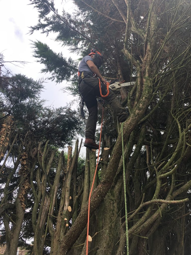 tree surgery Bath