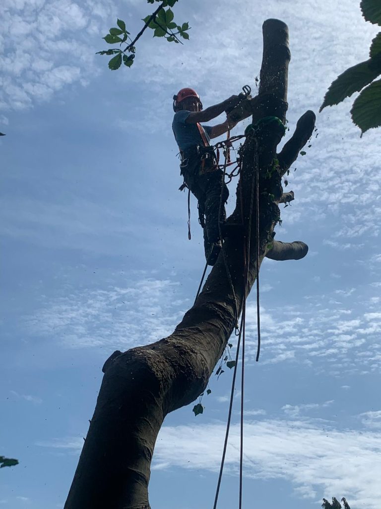 tree surgery Bath