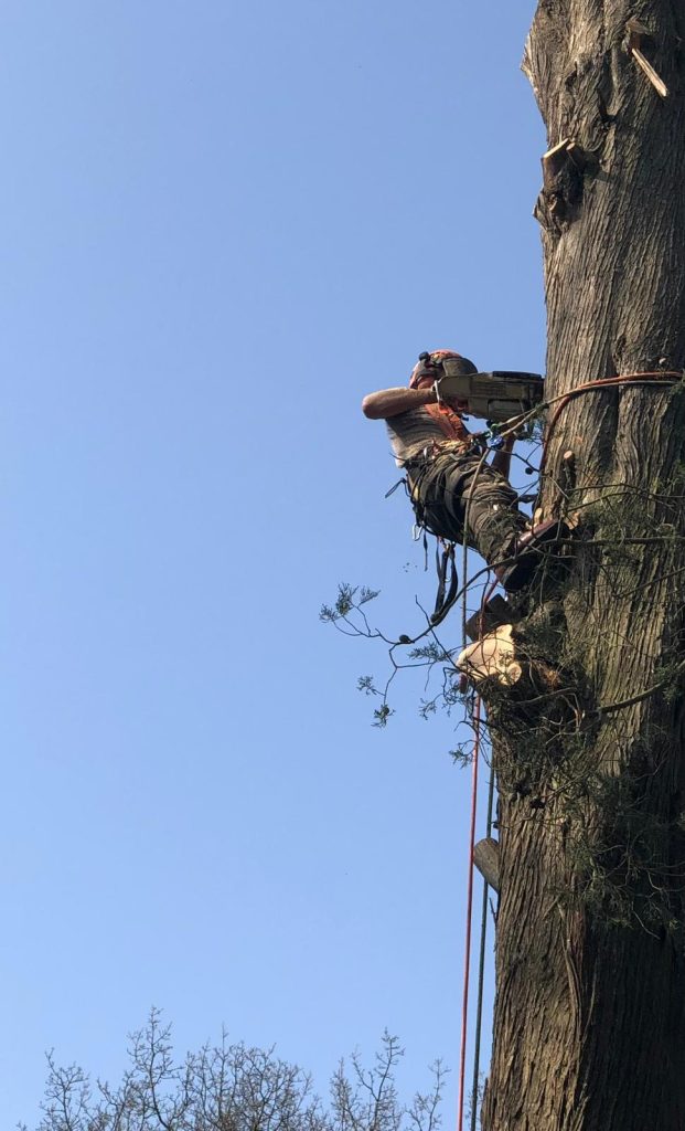 tree surgery Bath