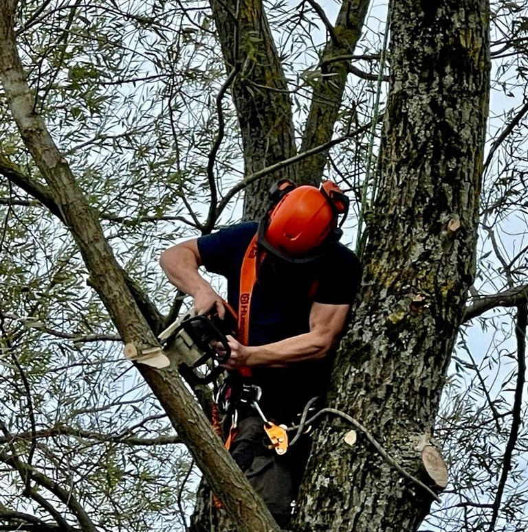 Tree Surgery Bath, About