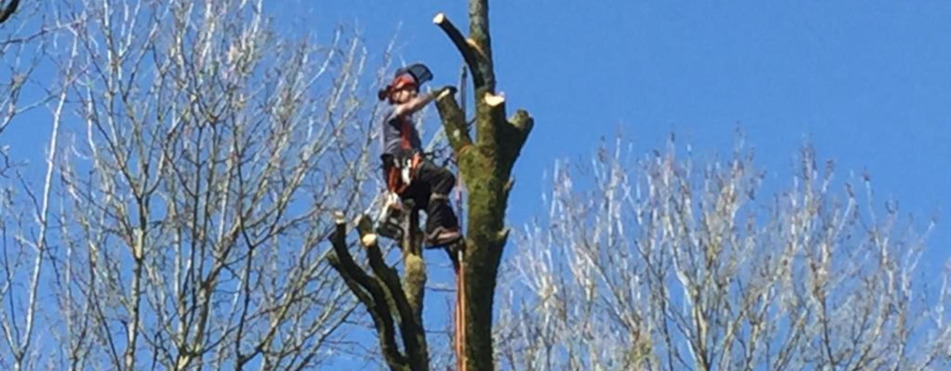 Tree Surgery Bath